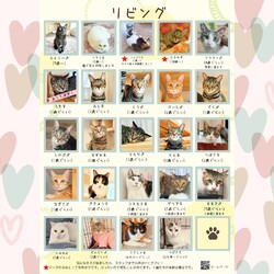 動物病院の保護猫譲渡会 サムネイル2