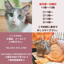 予約制入場無料デー！動物病院の保護猫譲渡会 サムネイル2