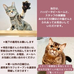 予約制入場無料デー！動物病院の保護猫譲渡会 サムネイル3