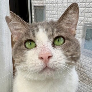 動物病院の保護猫・穏やかな甘えたさんです♡