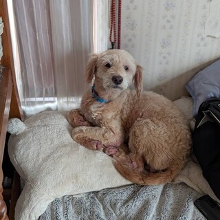 助けて下さい　お願いします