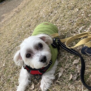 しっかりしたマルチーズの男の子【しおんしおん】