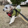 しっかりしたマルチーズの男の子【しおんしおん】 サムネイル3