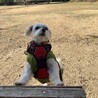 しっかりしたマルチーズの男の子【しおんしおん】 サムネイル4