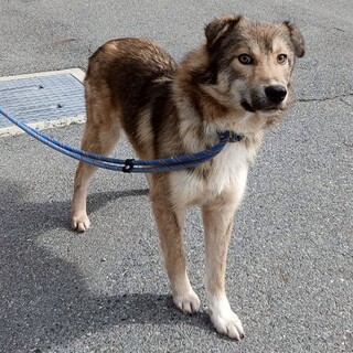 ワイルドな男前の【ジュエル】くん