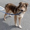 ワイルドな男前の【ジュエル】くん サムネイル2