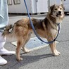 ワイルドな男前の【ジュエル】くん サムネイル3