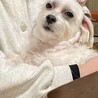 しっかりしたマルチーズの男の子【しおんしおん】 サムネイル6