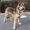 ワイルドな男前の【ジュエル】くん サムネイル7