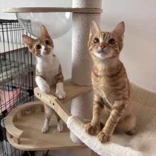 【4/5三田】お外で頑張った子猫たち