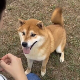 元気いっぱいオヤツ大好き♡【大ゴン】