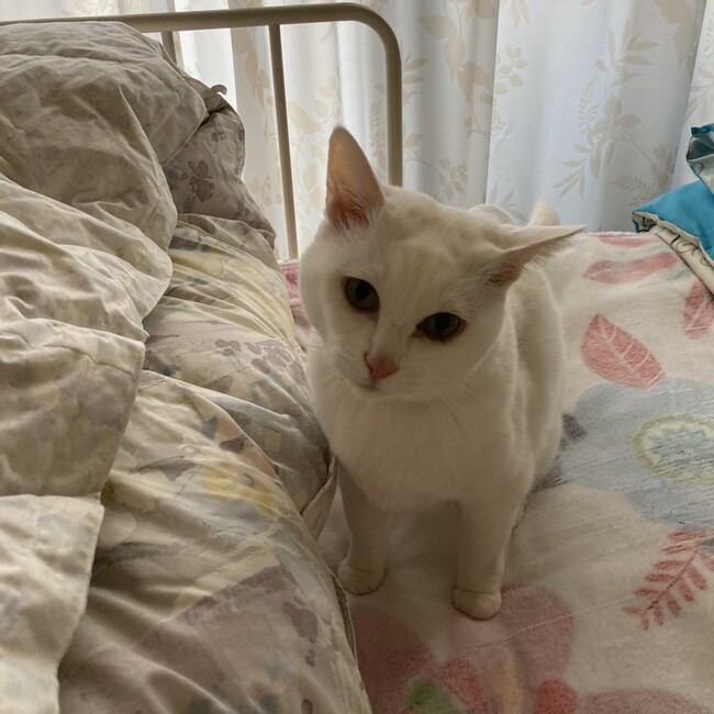 Miwachianのカバー写真