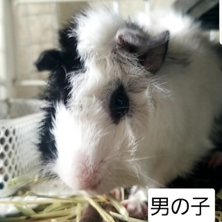 モルモット2匹