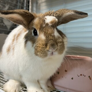 ホーランドロップの男の子