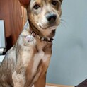 頑張って生き抜いてきた野犬の子犬【黒霧】くん