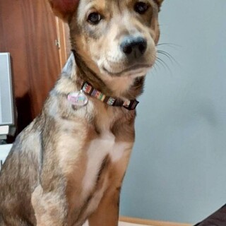 頑張って生き抜いてきた野犬の子犬【黒霧】くん