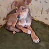 頑張って生き抜いてきた野犬の子犬【黒霧】くん サムネイル2