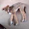 頑張って生き抜いてきた野犬の子犬【黒霧】くん サムネイル3