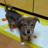 頑張って生き抜いてきた野犬の子犬【黒霧】くん サムネイル4