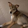 頑張って生き抜いてきた野犬の子犬【黒霧】くん サムネイル5