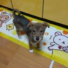 頑張って生き抜いてきた野犬の子犬【黒霧】くん サムネイル6