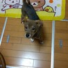 頑張って生き抜いてきた野犬の子犬【黒霧】くん サムネイル7