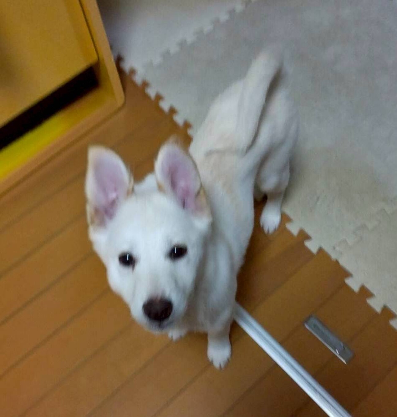 生き抜いた徳島の野犬の子」大阪府 - 犬の里親募集(537507