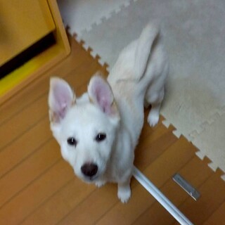 生き抜いた徳島の野犬の子【白州】オス