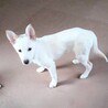 生き抜いた徳島の野犬の子【白州】オス サムネイル2