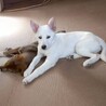 生き抜いた徳島の野犬の子【白州】オス サムネイル3