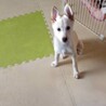 生き抜いた徳島の野犬の子【白州】オス サムネイル5