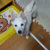 生き抜いた徳島の野犬の子【白州】オス サムネイル6