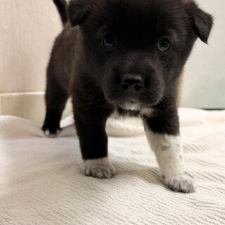 生後1カ月の明るい女のコ