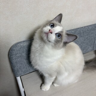 ラグドールの男の子