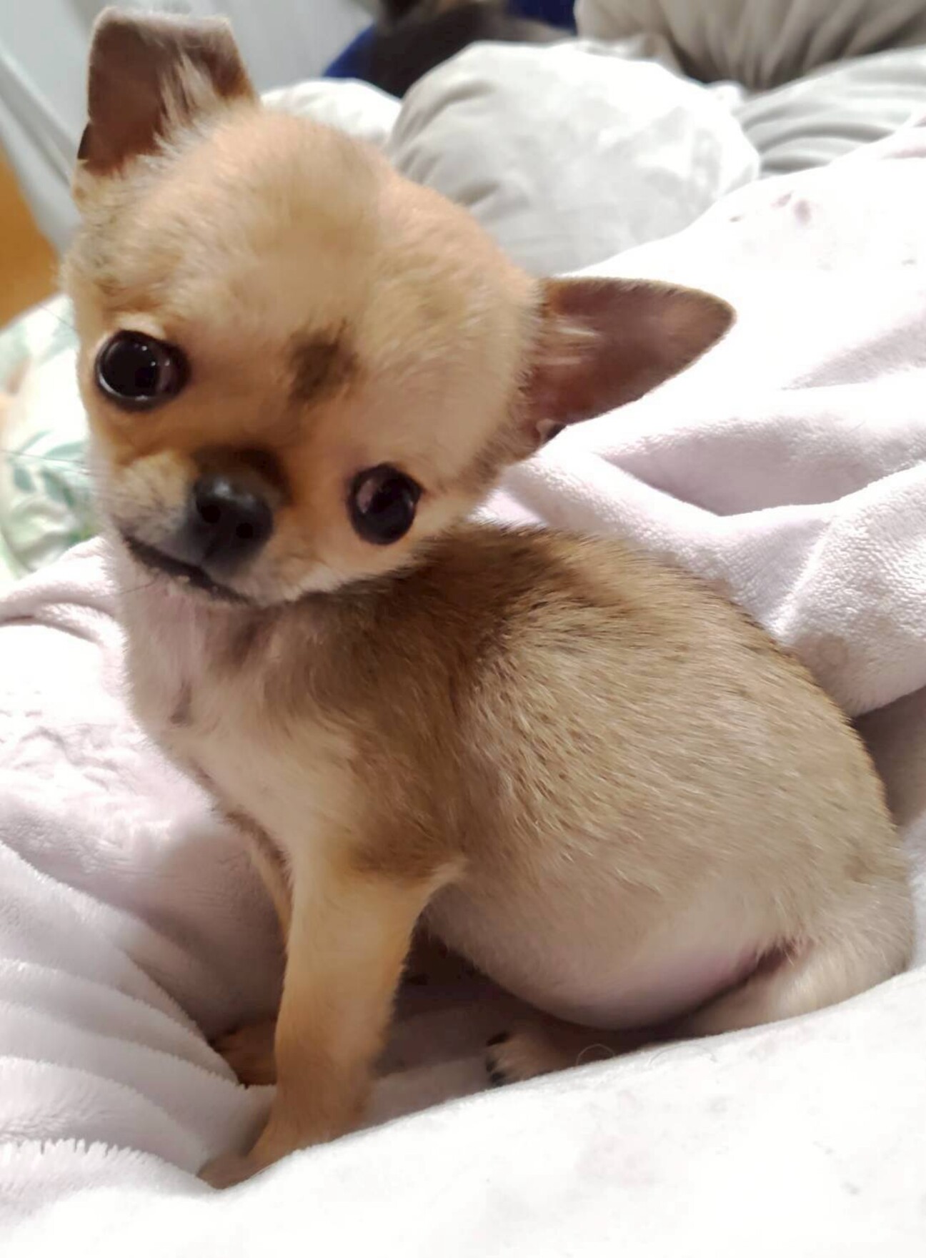 天真爛漫なチワワ　チビ太くん サムネイル1