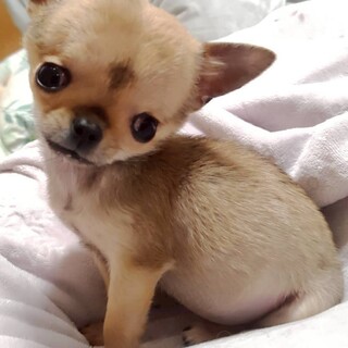 天真爛漫なチワワ　チビ太くん