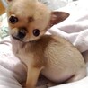 天真爛漫なチワワ　チビ太くん サムネイル1