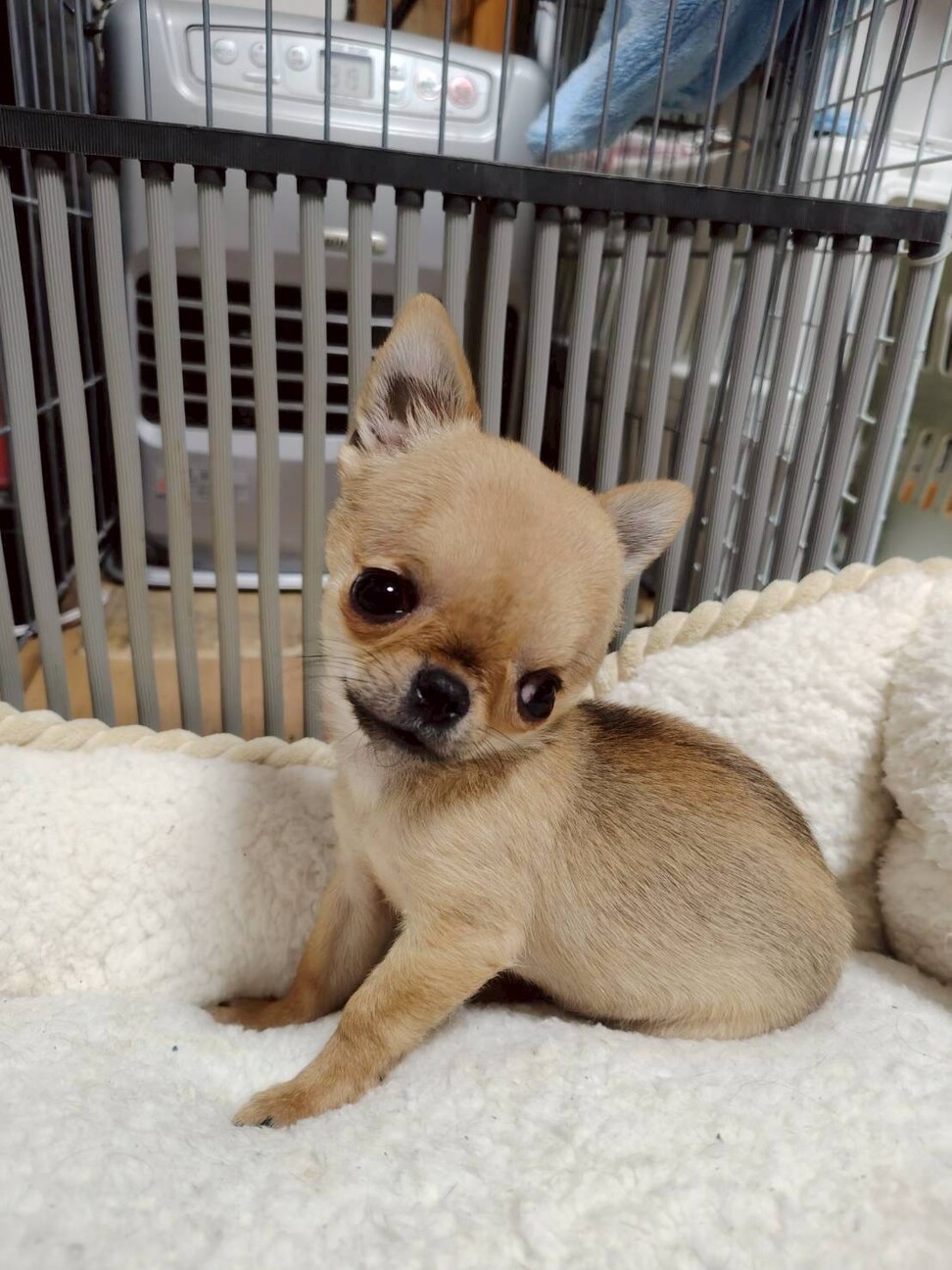 天真爛漫なチワワ　チビ太くん サムネイル2