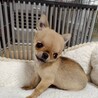 天真爛漫なチワワ　チビ太くん サムネイル2