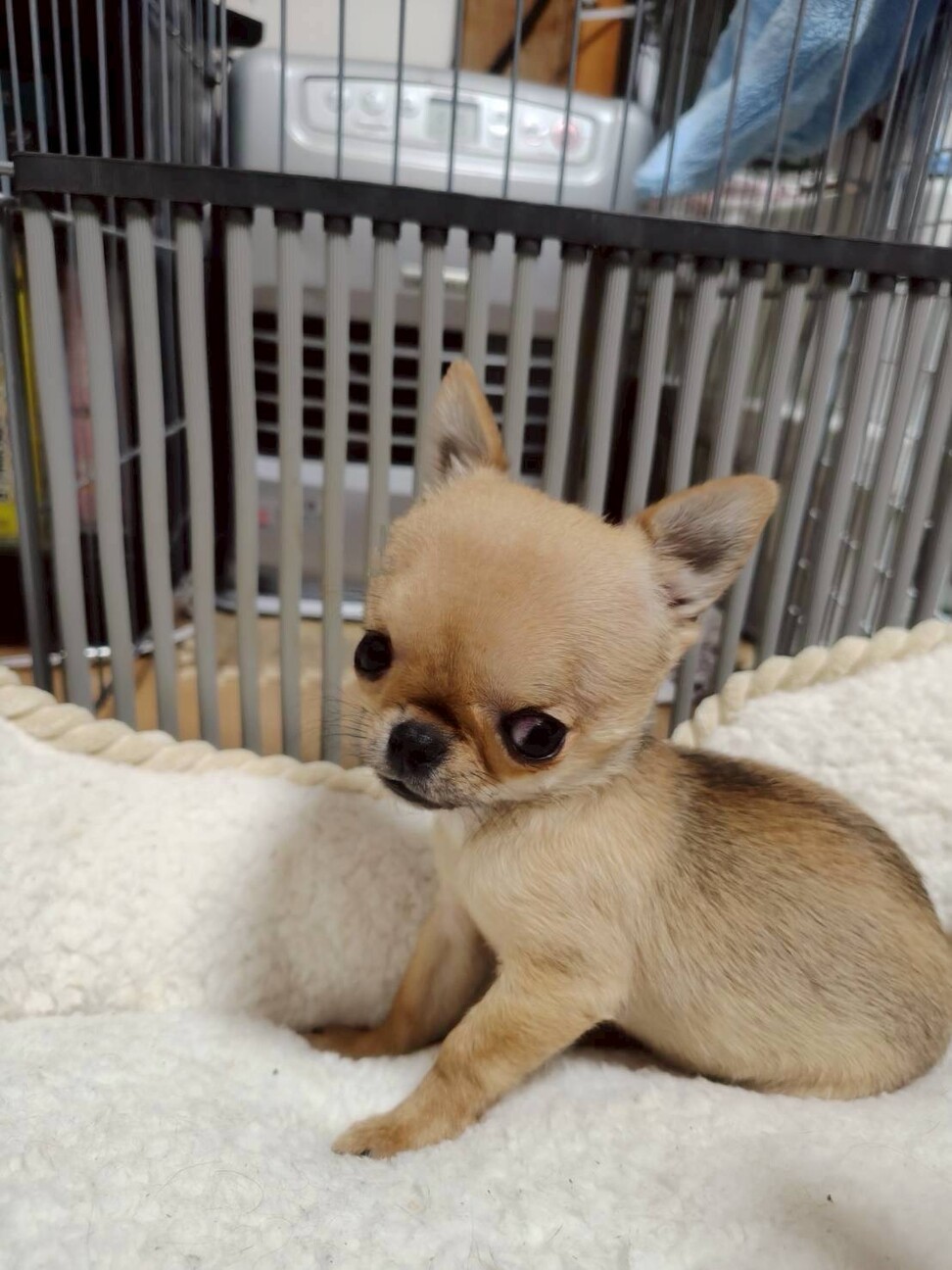 天真爛漫なチワワ　チビ太くん サムネイル3