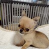 天真爛漫なチワワ　チビ太くん サムネイル3