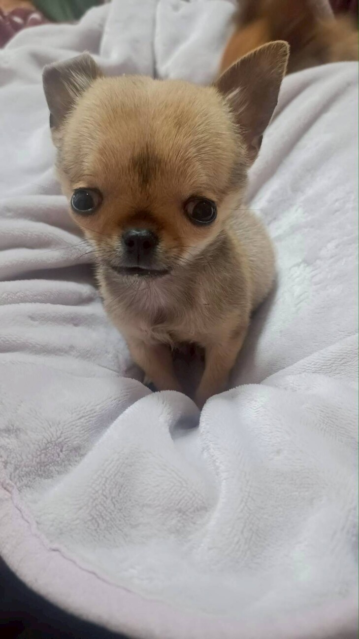 天真爛漫なチワワ　チビ太くん サムネイル4