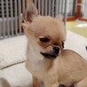 天真爛漫なチワワ　チビ太くん サムネイル5