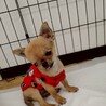 天真爛漫なチワワ　チビ太くん サムネイル6