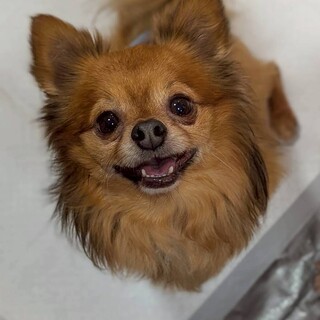 人が大好き　ポメチワmix ランタンくん　5歳