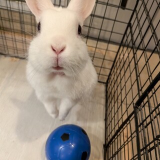 うさぎの里親募集