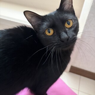 猫エイズキャリア黒猫のルル