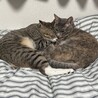 遊んだ後は眠くなるよね