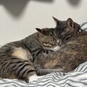 2匹の可愛い猫ちゃんの里親募集中！