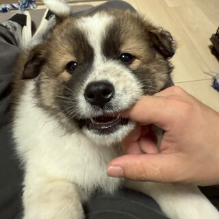 ムー(旧はっちゃん)